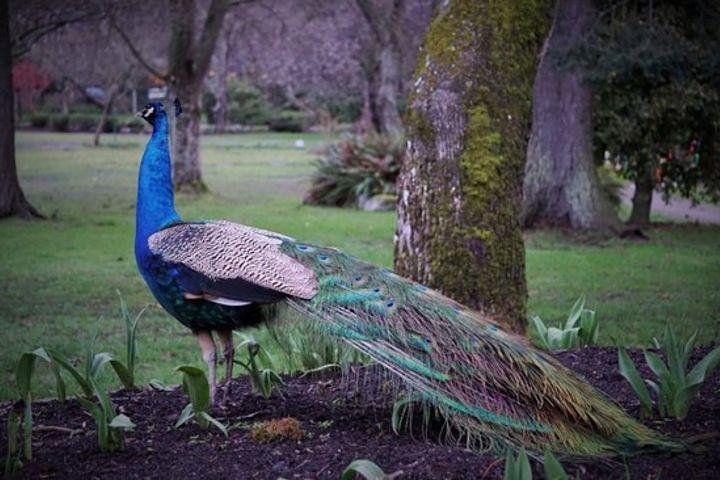 Victoria sightseeing with Butchart Gardens and Whale watching - Image 3