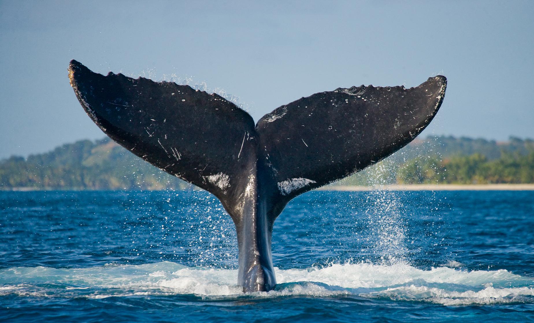Victoria Whale Watching Tour - Image 1