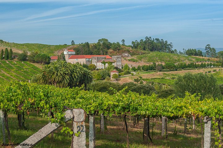 Albariño trails Private Wine Tour/Shore excursion from Vigo - Image 1