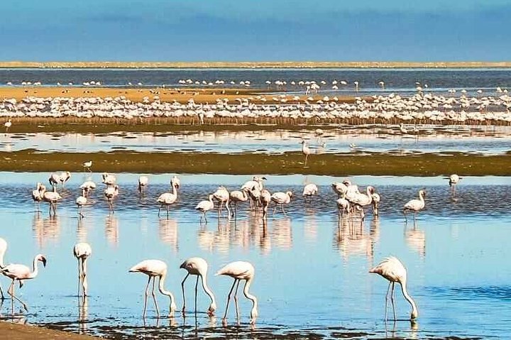 Best‌ ‌Private‌ ‌Pelican‌ ‌Point‌ ‌Peninsula‌ ‌Tour‌ ‌ - Image 1