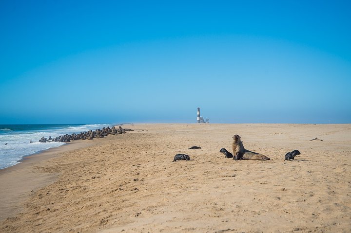 Best‌ ‌Private‌ ‌Pelican‌ ‌Point‌ ‌Peninsula‌ ‌Tour‌ ‌ - Image 5