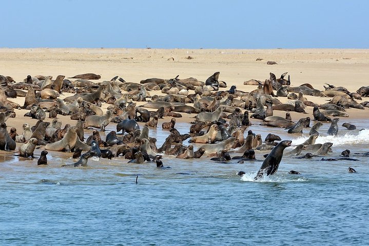 Best‌ ‌Private‌ ‌Pelican‌ ‌Point‌ ‌Peninsula‌ ‌Tour‌ ‌ - Image 2