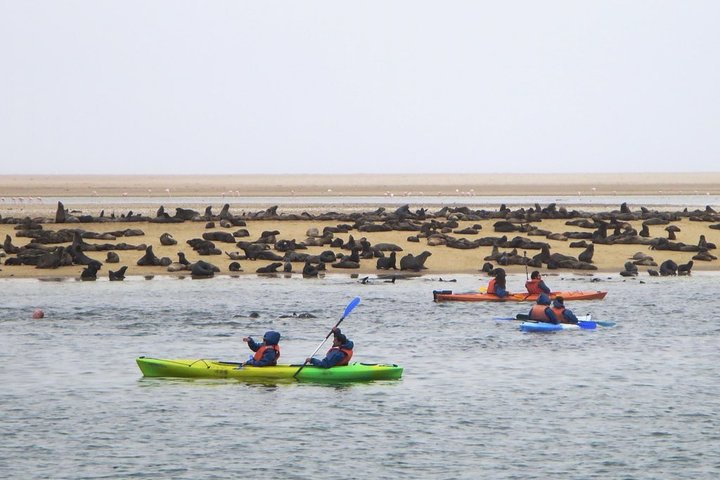 Best‌ ‌Private‌ ‌Pelican‌ ‌Point‌ ‌Peninsula‌ ‌Tour‌ ‌ - Image 3