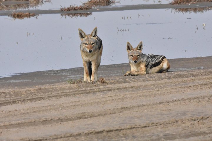 Exhilarating Sandwich Harbour 4x4: Guided Self drive experience - Image 3