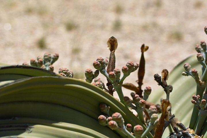 Moon Landscape and Welwitschia 4x4 Half-Day Tour from Walvis Bay - Image 4