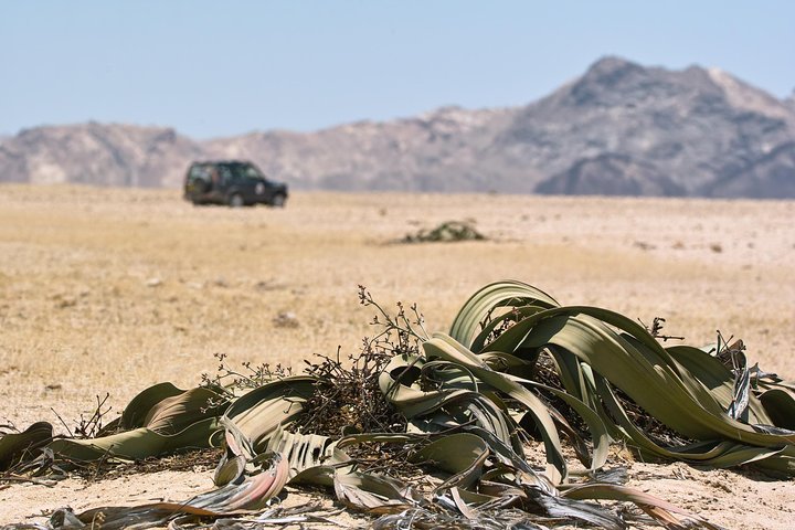 Moon Landscape and Welwitschia 4x4 Half-Day Tour from Walvis Bay - Image 3