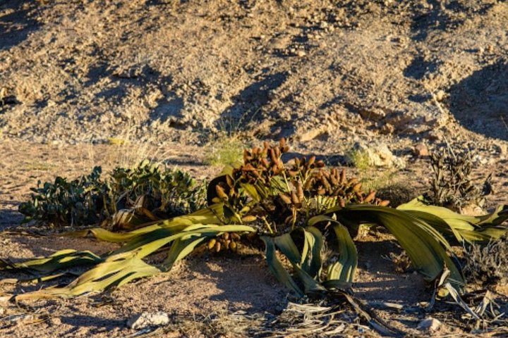 Moonlandscape & Welwitschia Drive - Image 5