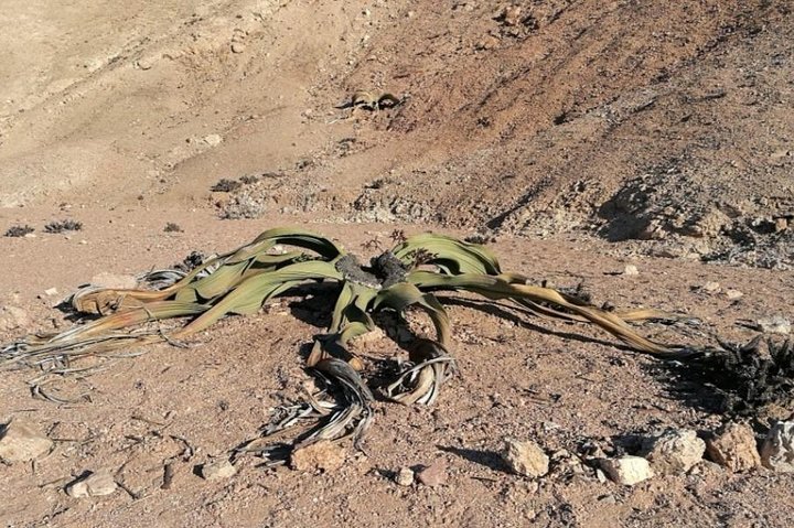 Moonlandscape & Welwitschia Drive - Image 4