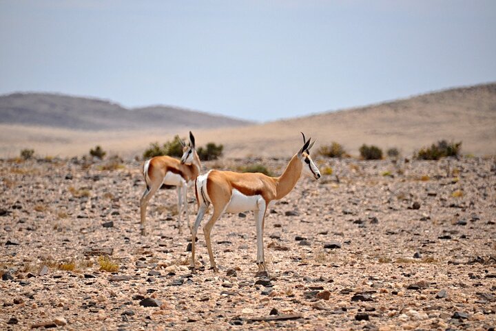 Namib Desert Landscape Tour - Image 1