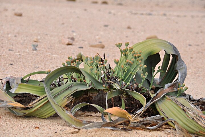 Namib Desert Landscape Tour - Image 2