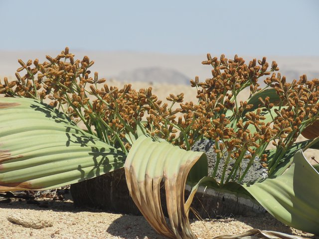 Pelgrim Tours - Moon Landscape & Welwitschia Mirabilis Tour - Image 1
