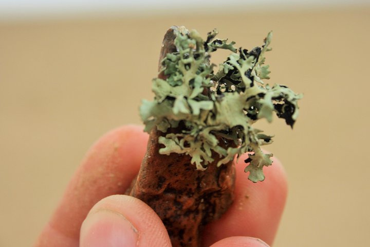 Pelgrim Tours - Moon Landscape & Welwitschia Mirabilis Tour - Image 3