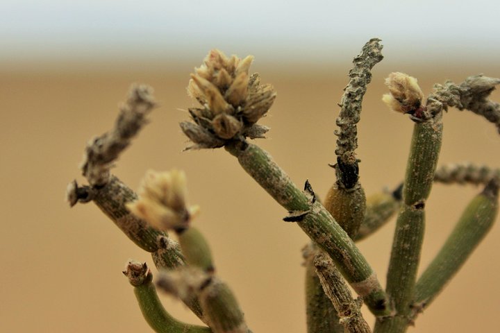 Pelgrim Tours - Moon Landscape & Welwitschia Mirabilis Tour - Image 4