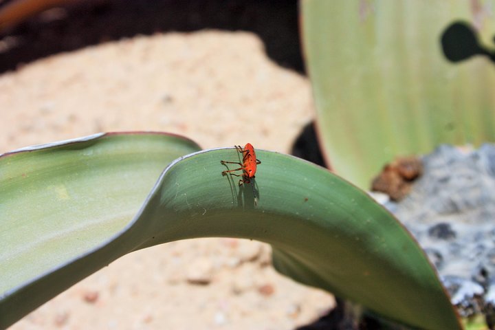 Pelgrim Tours - Moon Landscape & Welwitschia Mirabilis Tour - Image 5