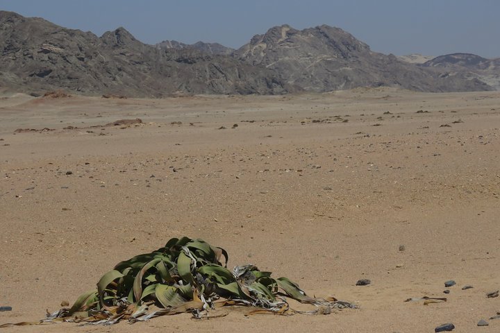 Pelgrim Tours - Moon Landscape & Welwitschia Mirabilis Tour - Image 2