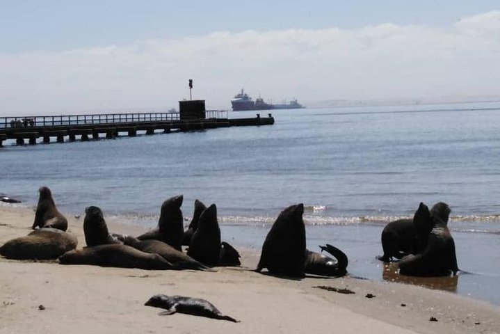 Pelican Point Seal Colony 4x4 Tour - Image 3