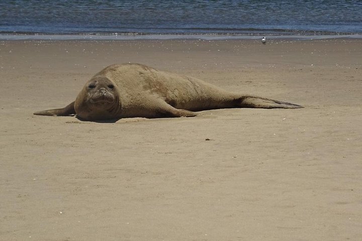 Pelican Point Seal Colony 4x4 Tour - Image 5