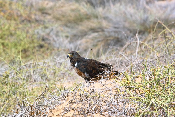 Sandwich Harbour Half-Day 4x4 Tour (5 hours) from Walvis Bay - Image 4