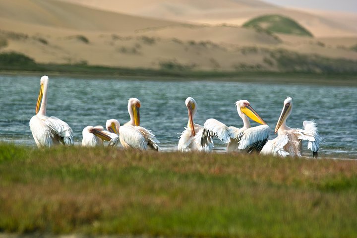 Sandwich Harbour Half-Day 4x4 Tour (5 hours) from Walvis Bay - Image 5