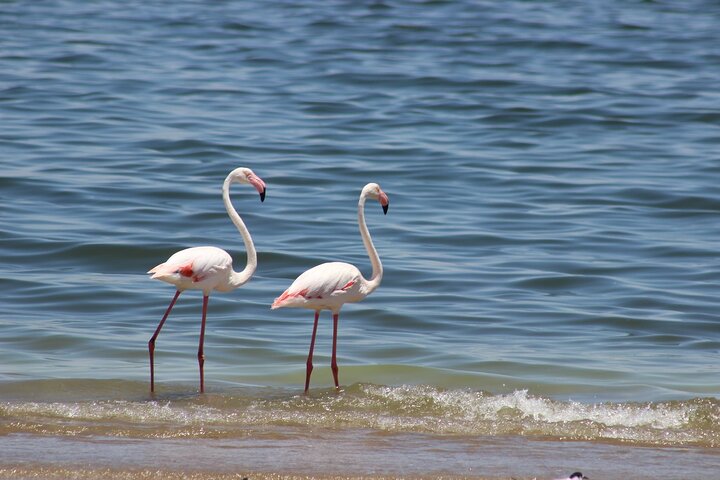 Sandwich Harbour Half Day Scenic Excursion  - Image 5