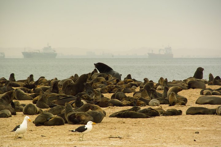 Sandwich Harbour & Pelican Point Full Day Tour - Image 1