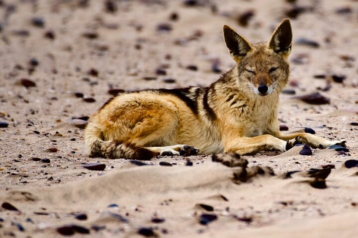 Sandwich Harbour Scenic Excursion - For The Cruise Ships - Image 2