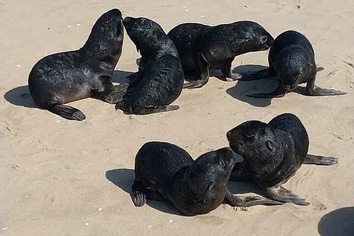 Seal Kayaking at Pelican Point - Image 3