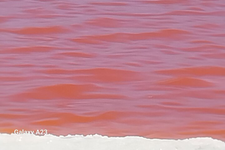 Seal Kayaking at Pelican Point - Image 4