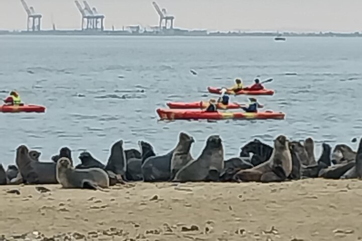 Seal Kayaking at Pelican Point - Image 1