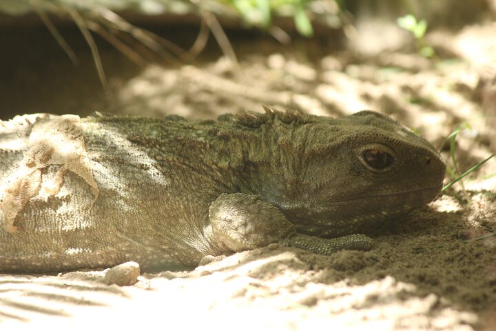 7-Hour Private Scenic Kapiti Coast Tour from Wellington - Image 4