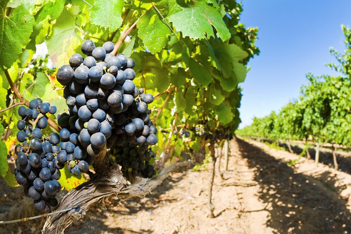 Full Day Martinborough Wine Tour - Image 2