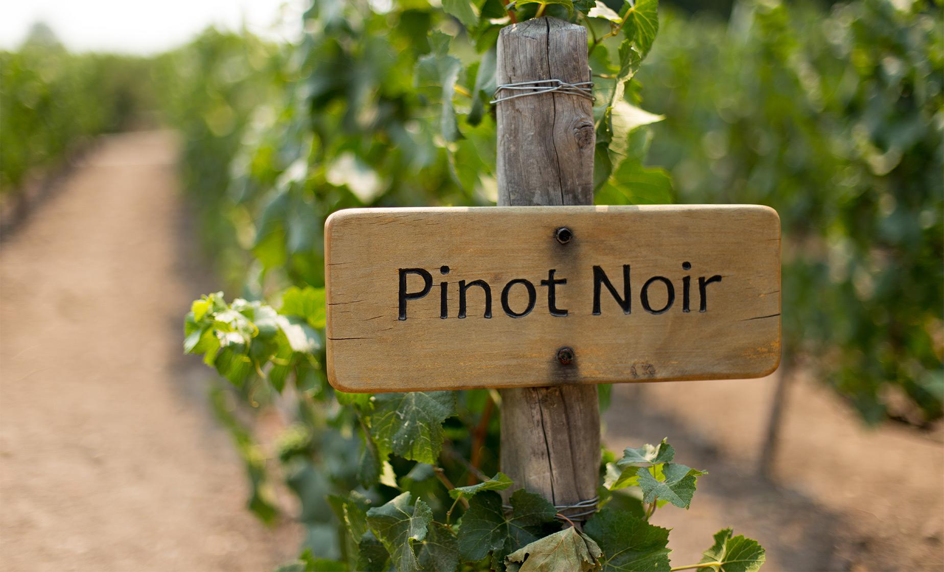 Martinborough Wine Tour Extravaganza - Image 1