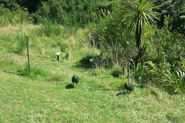 Private Kapiti Coast Full Day Tour - Image 5