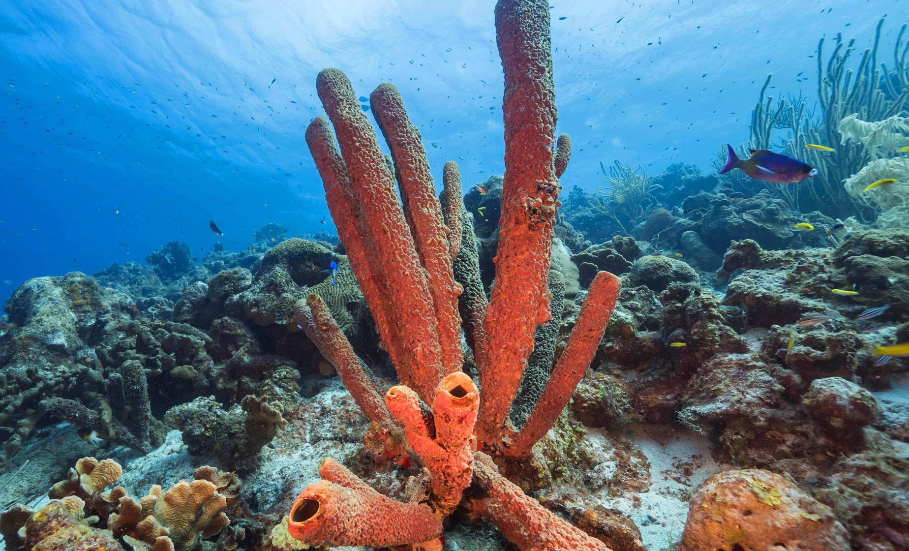 Private Boat and Snorkeling - Image 1