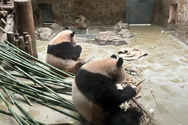All-inclusive Xi'an Panda and Terracotta Warriors Layover Tour with Lunch - Image 5