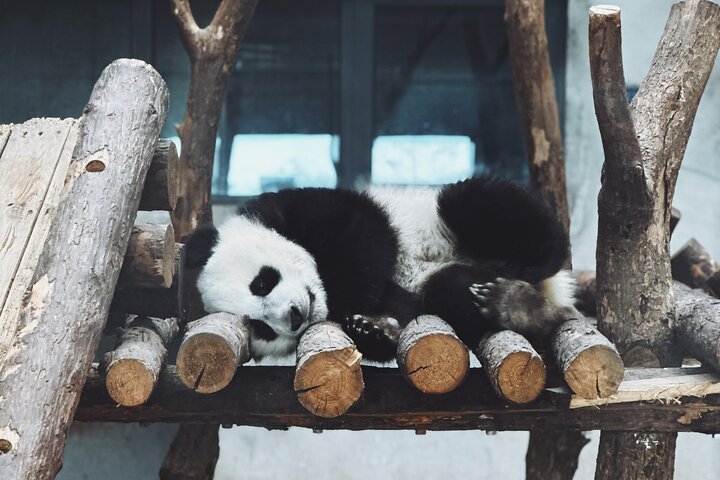 All-inclusive Xi'an Panda and Terracotta Warriors Layover Tour with Lunch - Image 1