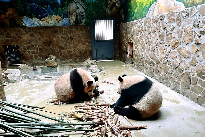 All-inclusive Xi'an Panda and Terracotta Warriors Layover Tour with Lunch - Image 4
