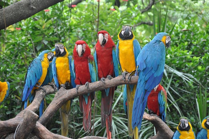 Day Tour to Admire the Panorama of Gulangyu Island and Visit the Precious Birds - Image 1