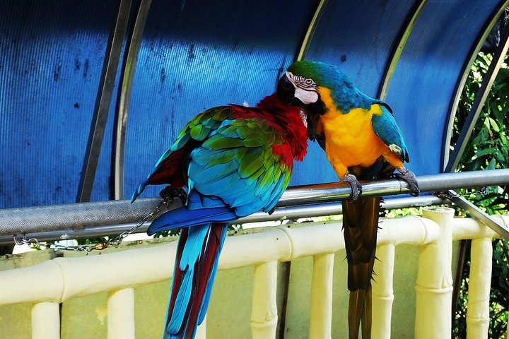 Day Tour to Admire the Panorama of Gulangyu Island and Visit the Precious Birds - Image 3