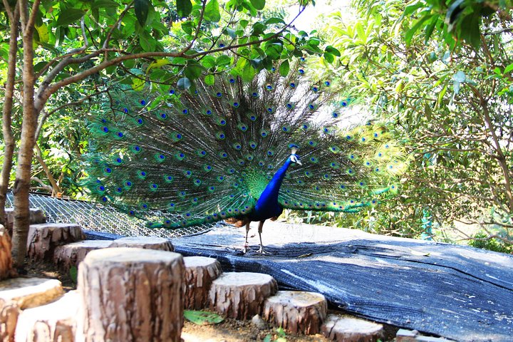 Day Tour to Admire the Panorama of Gulangyu Island and Visit the Precious Birds - Image 5