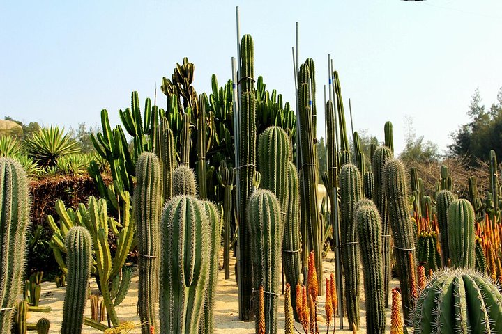 Flexible Xiamen Private Half Day Tour to Experience Xiamen Botanical Garden - Image 1