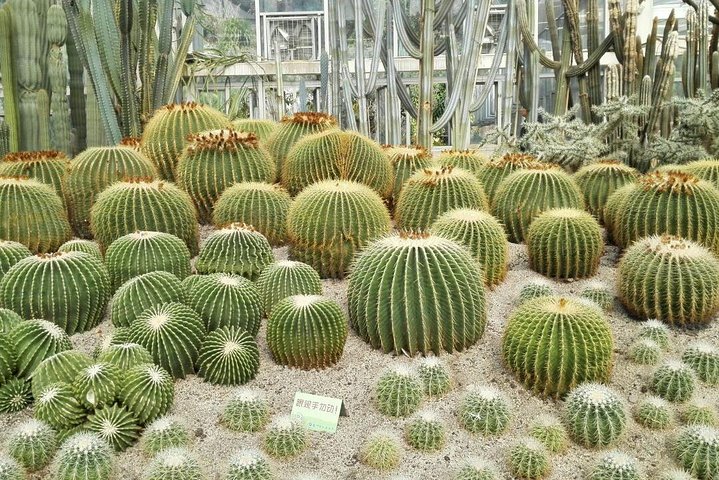 Flexible Xiamen Private Half Day Tour to Experience Xiamen Botanical Garden - Image 4