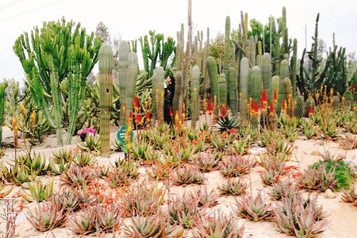 Flexible Xiamen Private Half Day Tour to Experience Xiamen Botanical Garden - Image 3