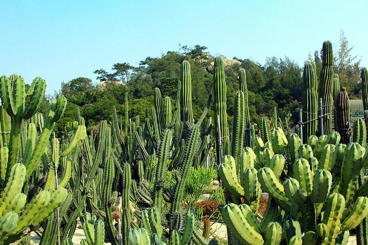 Flexible Xiamen Private Half Day Tour to Experience Xiamen Botanical Garden - Image 5