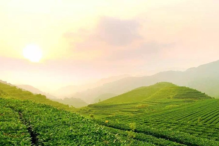Private One Day Anxi Bama Tea Garden and Hong'en Rock Tour from Xiamen - Image 3