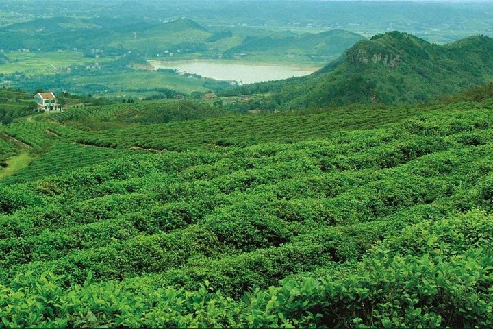 Private One Day Anxi Bama Tea Garden and Hong'en Rock Tour from Xiamen - Image 2