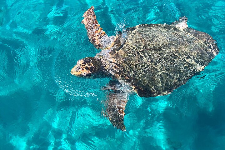  Boat Rental to Marathonisi & Marine Park Turtle Spotting - Image 5