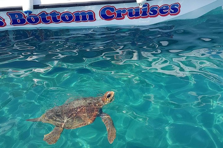 Cruise to turtle's island and caves with a glass bottom boat - Image 1