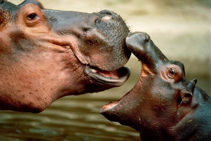1 Night 2 Days Flying Safari in Selous Game Reserve from Zanzibar - Image 1