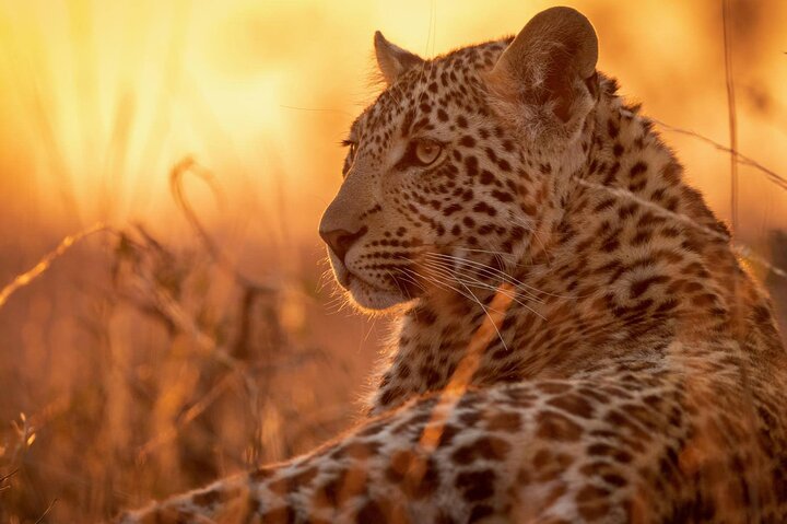1 Night 2 Days Flying Safari in Selous Game Reserve from Zanzibar - Image 2